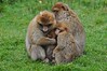 Safari: Monos