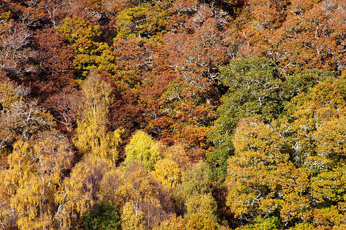 Autumn Trees 1