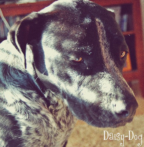 Daisy Dog
