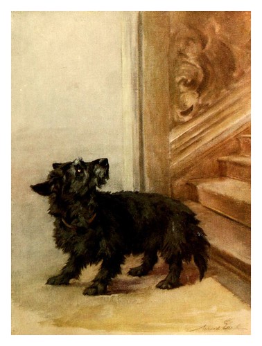 014-El Terrier escoces-The power of the dog 1910- Maud Earl
