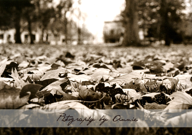 Fall Leaves for Blog