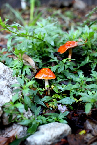 Mushroom :: Backyard
