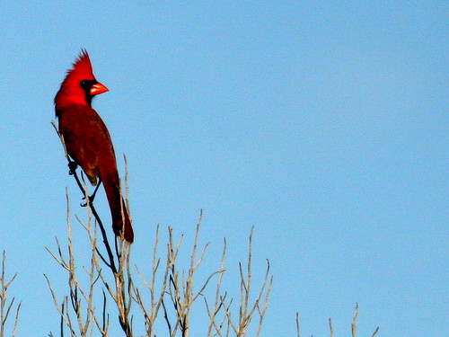 Northern Cardinal 20100204