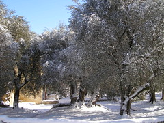 20100212 - Snowpocalyspe Olive Tree Blogging