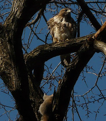 Red-Tailed Hawk in Tompkins Square Park