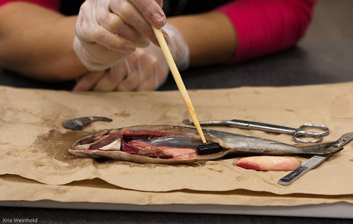 Dissected Salmon