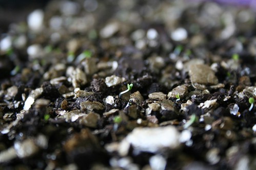 Thyme seedlings