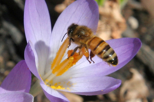 bee on crocus 041
