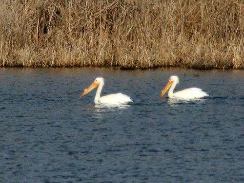 American White Pelicans 2-20100319