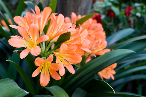 Bountiful blooms of Clivia