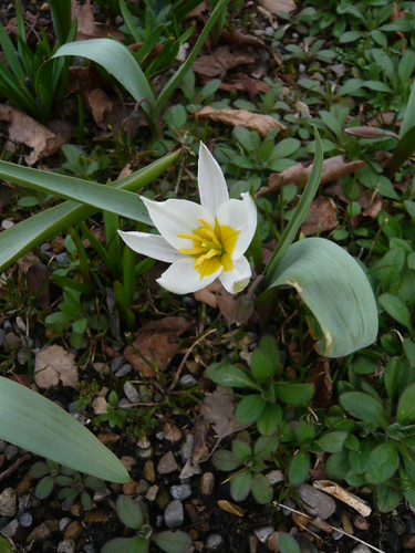 Tulip species
