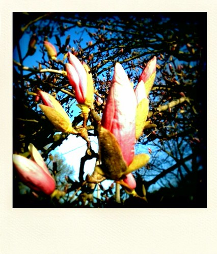 magnolia ready to bloom