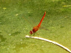 IMG_1902 Red Dragonfly . 红蜻蜓
