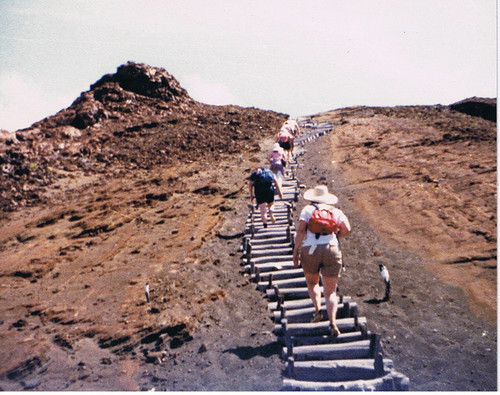 Climbing the Darwin Steps
