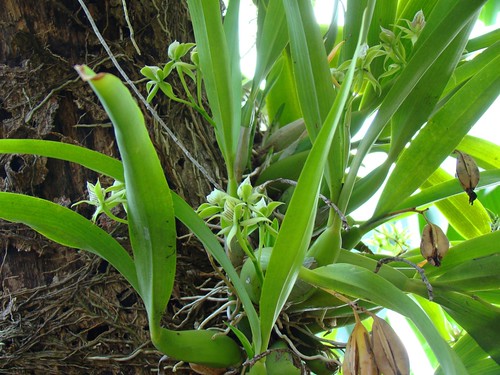 Orquídeas (4)