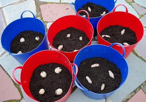 Potato Planters 2