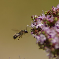 HoverBee2
