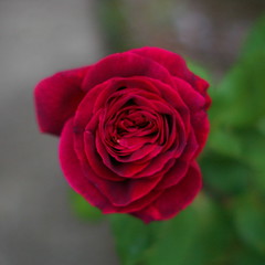 rose@f1.2