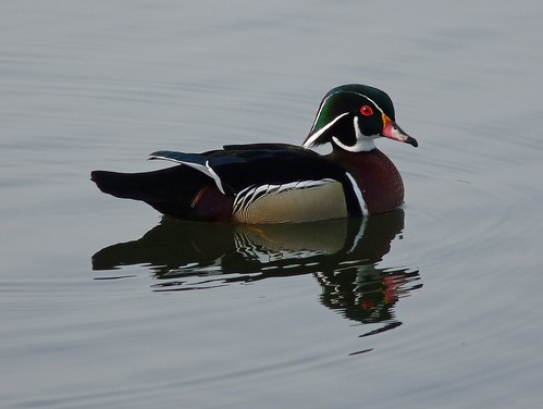 12294 - Wood Duck at Sandy Water Park