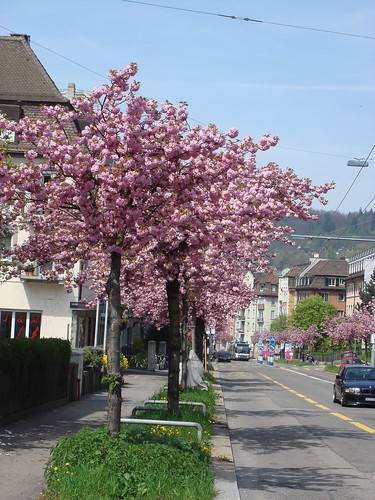 Kirschblüte Rotbuchstrasse Zürich April 2010