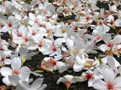 Tung Tree: Flowers: Fallen on the Ground