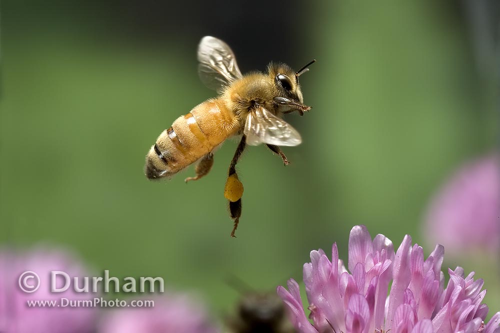 flying honey bee (Apis mellifera) 