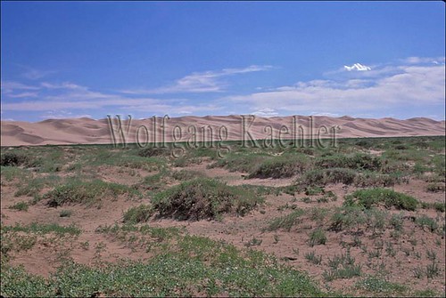 Map Of East Asia Gobi Desert. Gobi Desert plants offer a