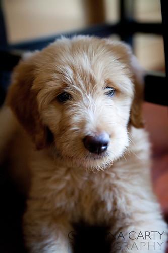 cute goldendoodle puppy. Cute Puppy. Goldendoodle puppy