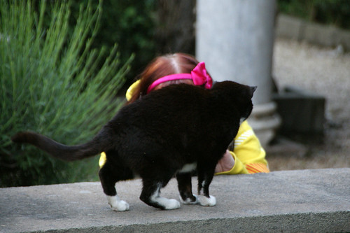 A cat being photographed