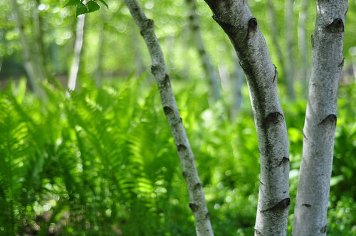 Ferns and Birch