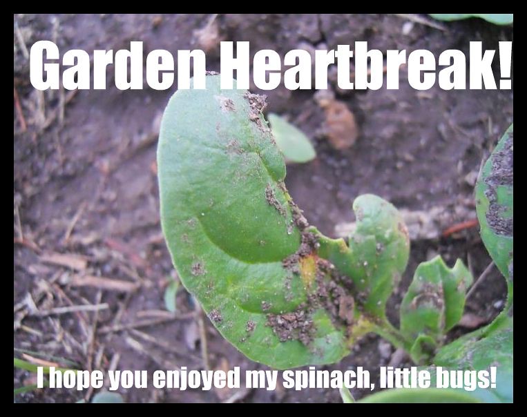 Garden Heartbreak