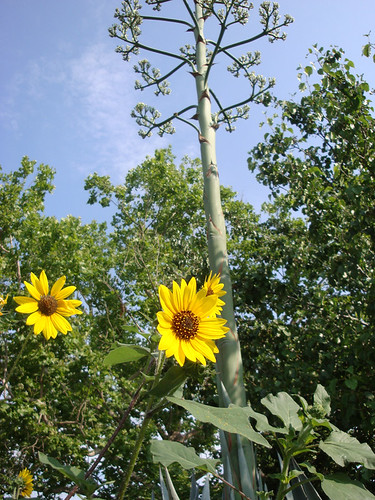 agaveblossom_sunflowers