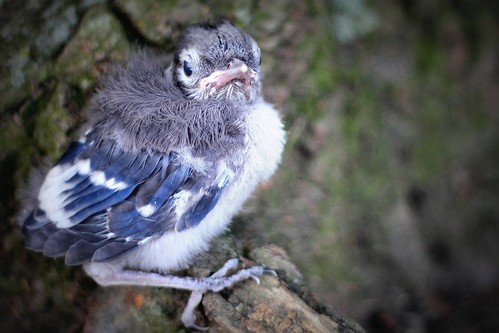 Baby Blue Jay