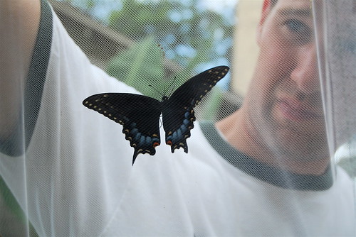 butterfly emerged