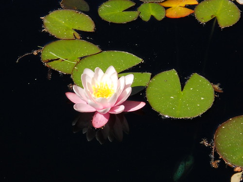 DU water lily