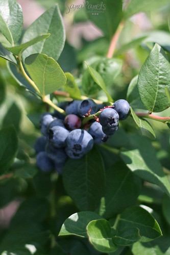 Farm fresh blueberries