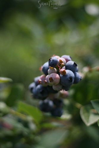 Farm fresh blueberries