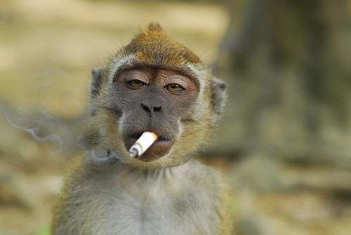 Smoking monkey = Smokey