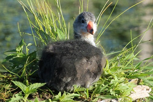 American Coot Chick (2)