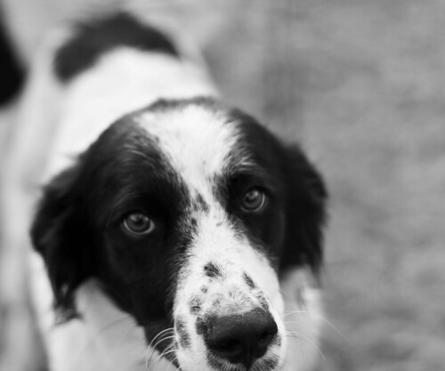 Black and White Dog In Black and White