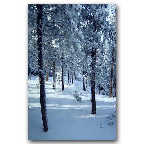 Morning Snow Holiday Card