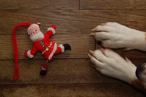 Santa's foot amputation, conducted under non-sterile conditions