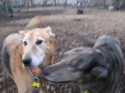 Gratuitious Picture of Happy Dogs
