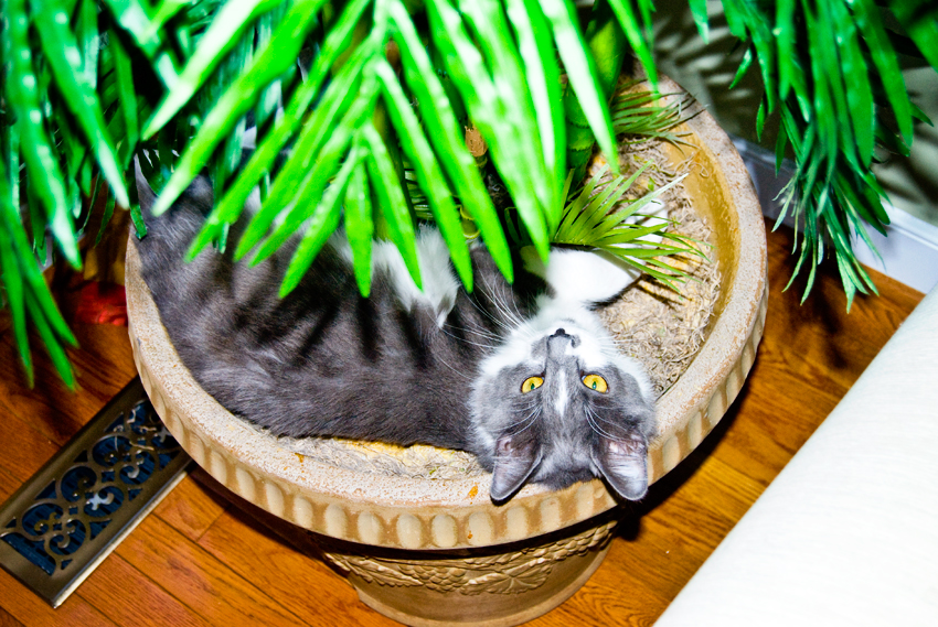 Cat in the plant
