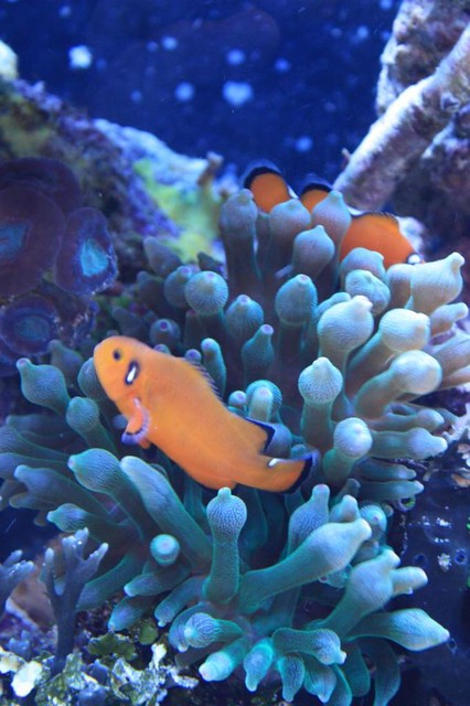 ORA Naked Ocellaris Clownfish in Green Bubble Tip Anemone