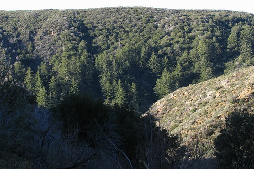 A grove of Big Cone Fir Trees, Potrero John Trail in Los Padres National 