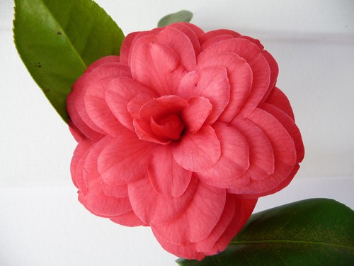 Amazing Camellia