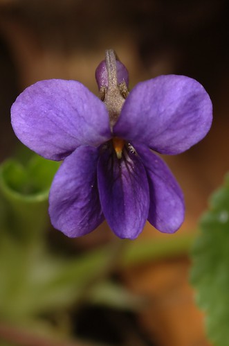 Viola odorata | Maarts viooltje - Sweet violet