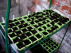Seed Trays: Spinach, Squash, Onion, Courgette,...