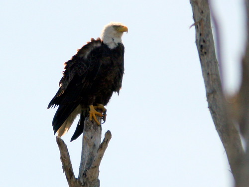 Female Bald Eagle 20100330